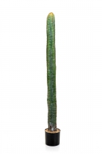 Cereus Column Cactus 140cm